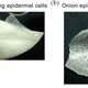 Illustration for article titled These Artificial Muscles Are Made of Gold-Plated Onion Skin